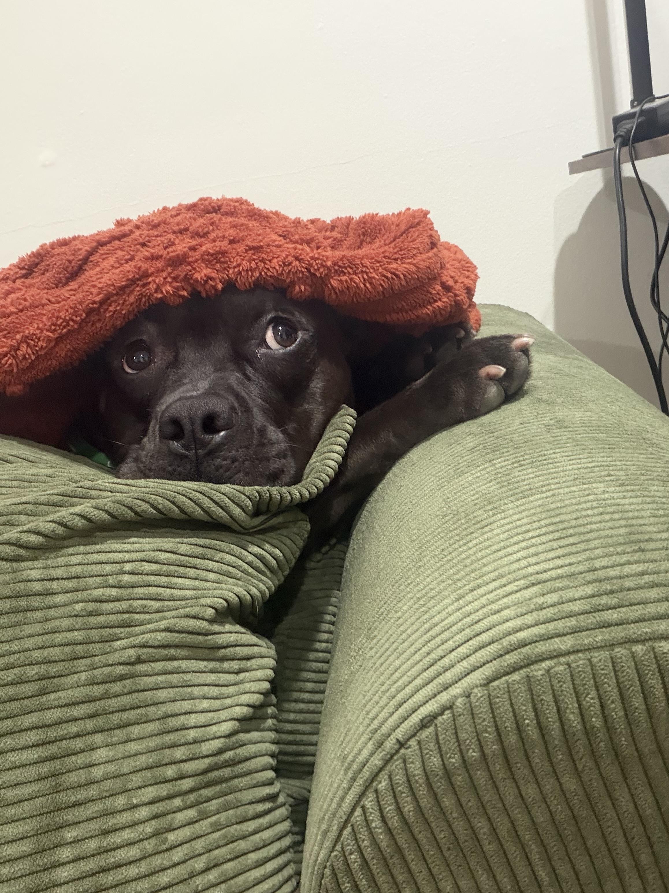 Bronx, a ADOPTABLE Pit Bull Terrier in Simi Valley, CA image 5/5