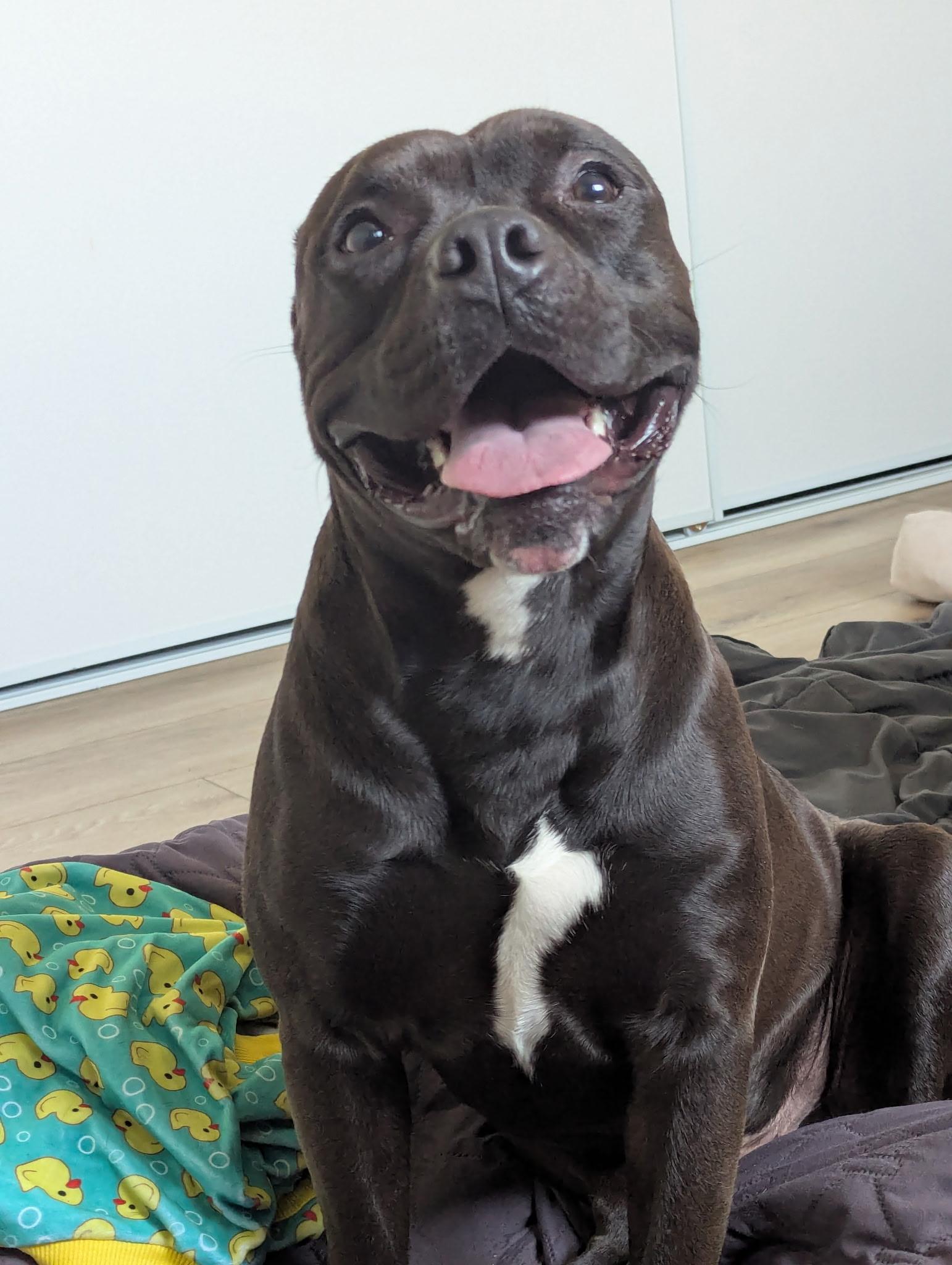 Bronx, ADOPTABLE, Young Male Pit Bull Terrier.
