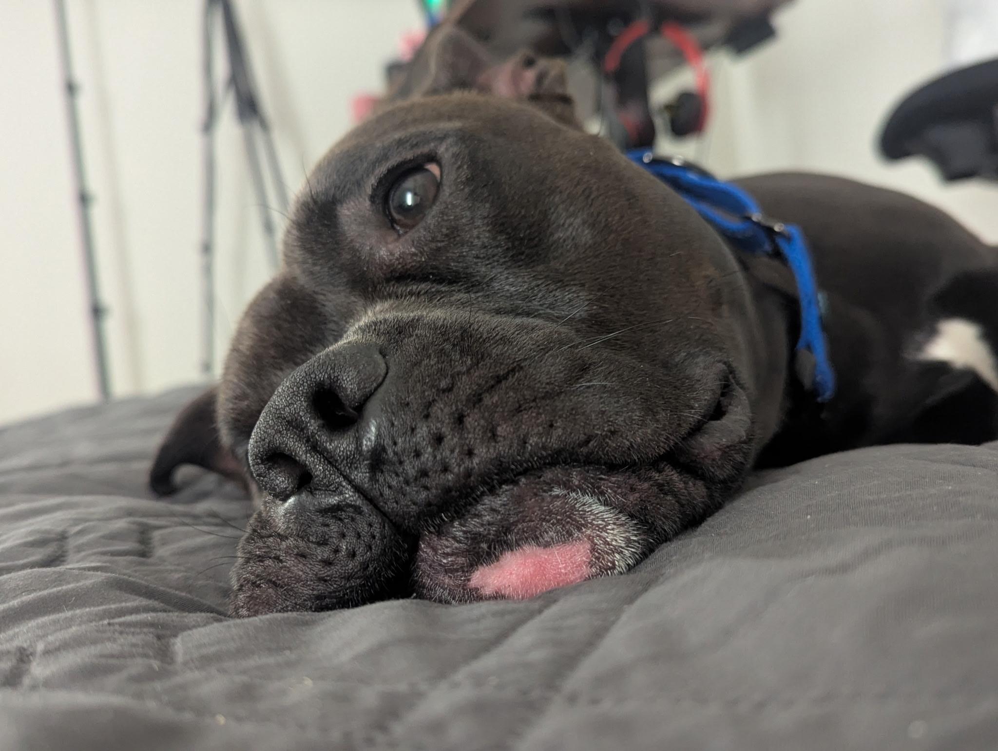 Bronx, a ADOPTABLE Pit Bull Terrier in Simi Valley, CA image 2/5