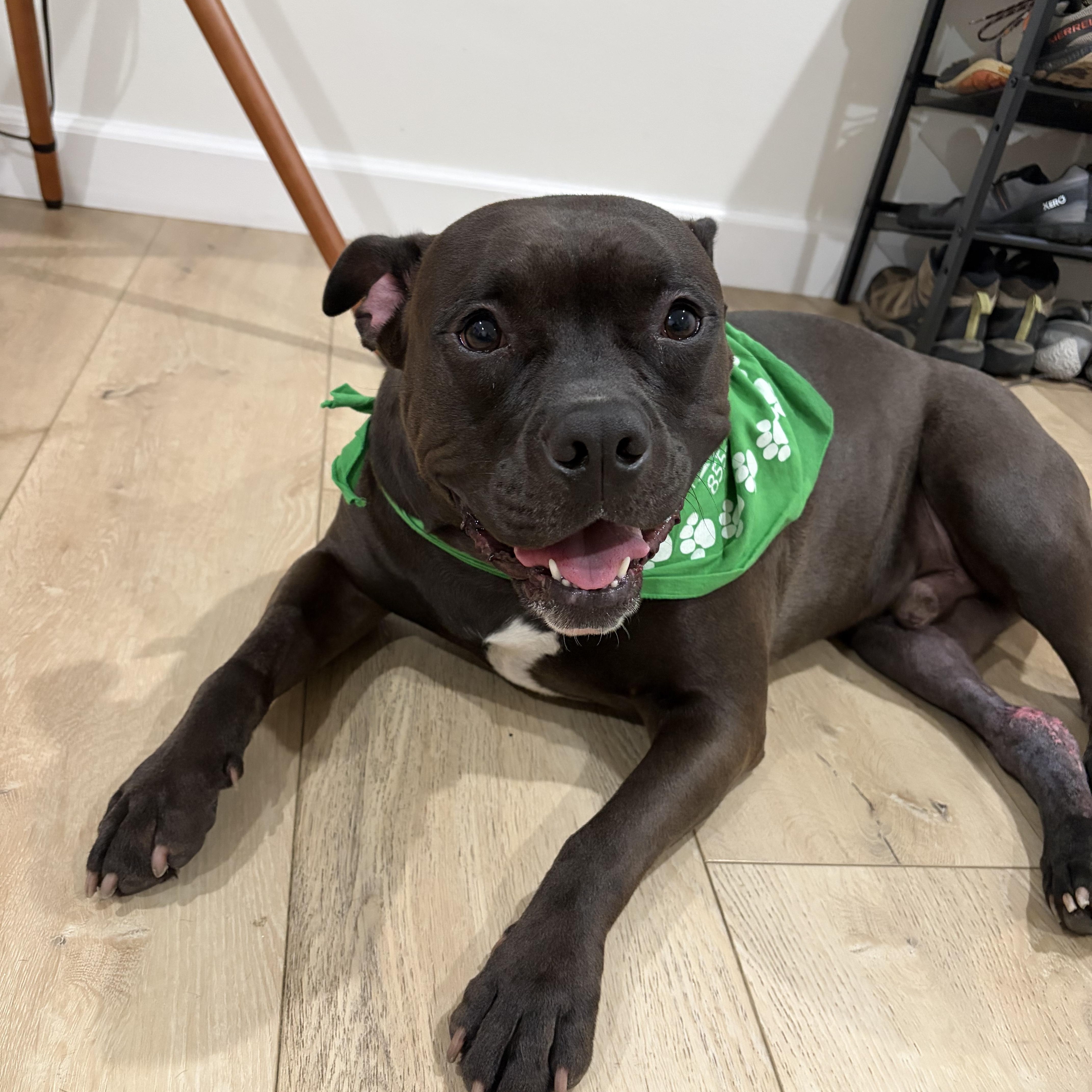 Bronx, a ADOPTABLE Pit Bull Terrier in Simi Valley, CA image 3/5