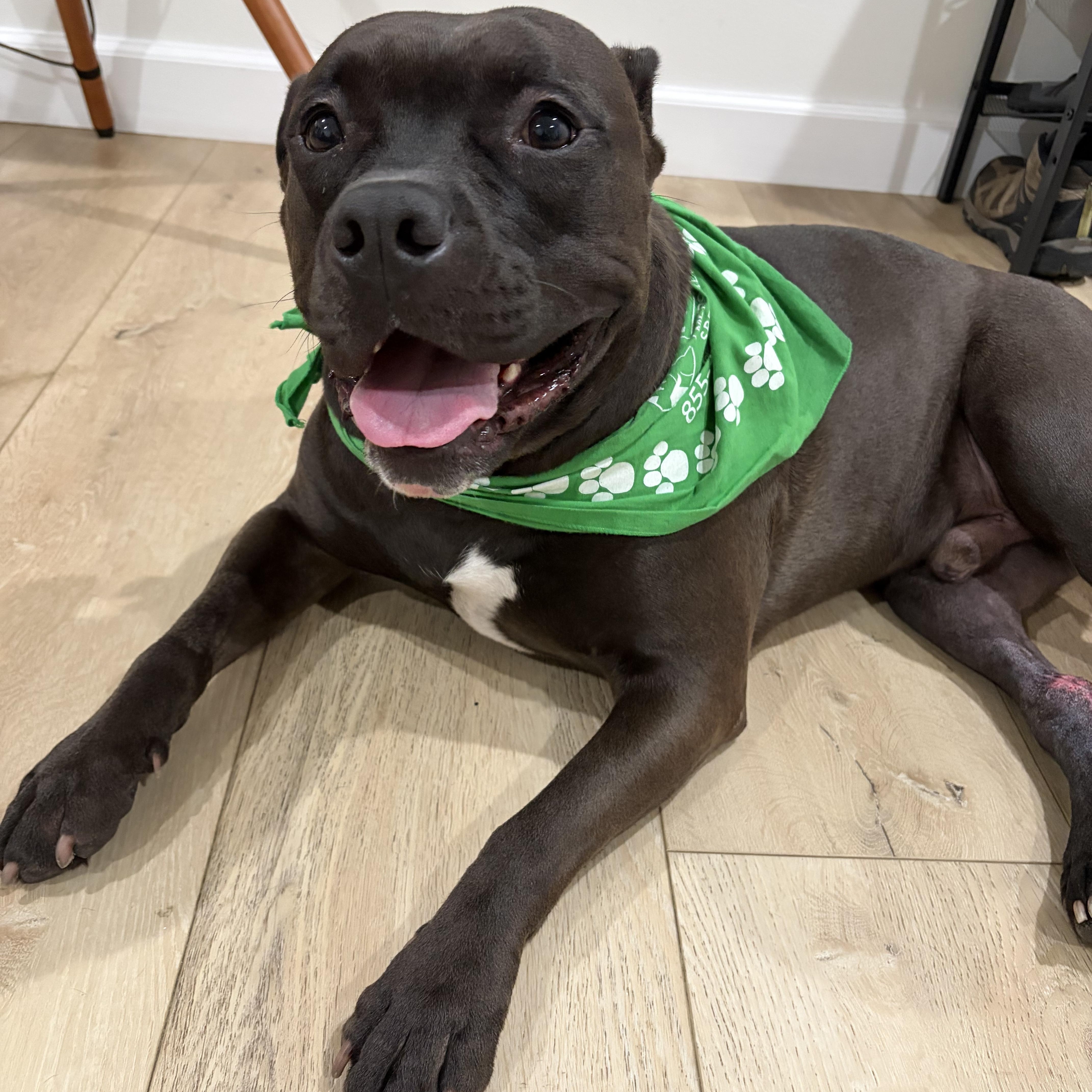 Bronx, a ADOPTABLE Pit Bull Terrier in Simi Valley, CA image 4/5