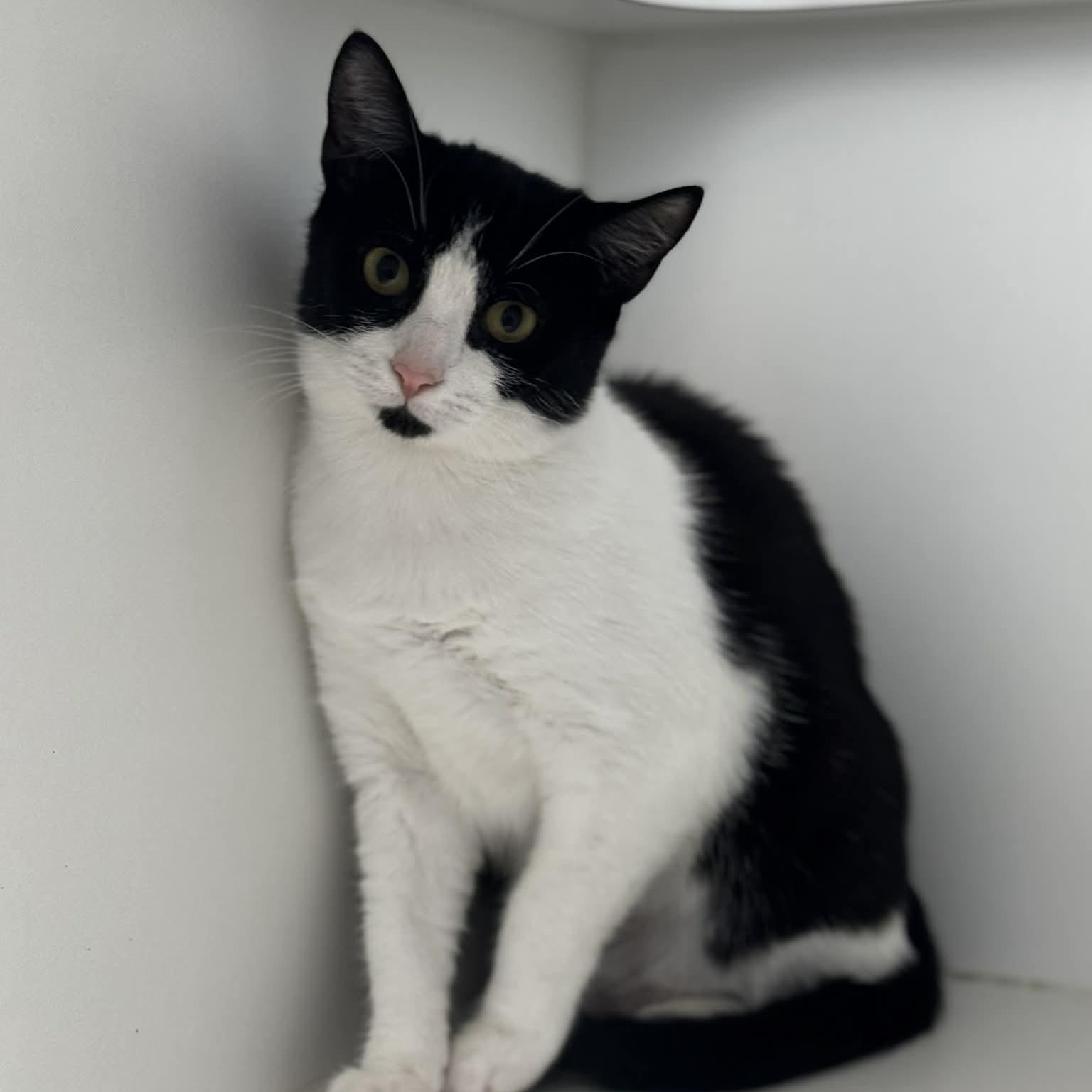 Enlarge Breezy, a ADOPTABLE American Shorthair in Danbury, CT image 3/4