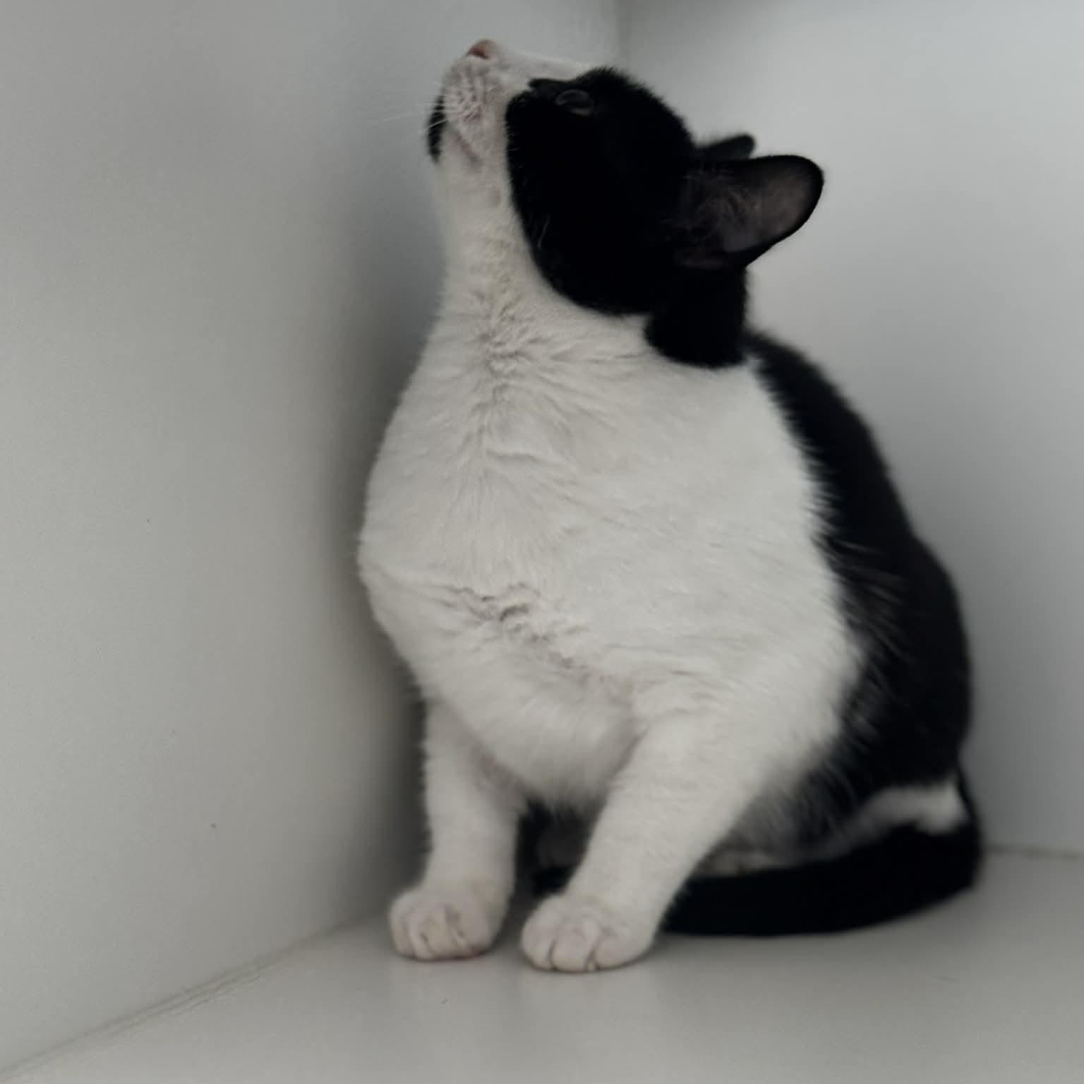 Enlarge Breezy, a ADOPTABLE American Shorthair in Danbury, CT image 4/4