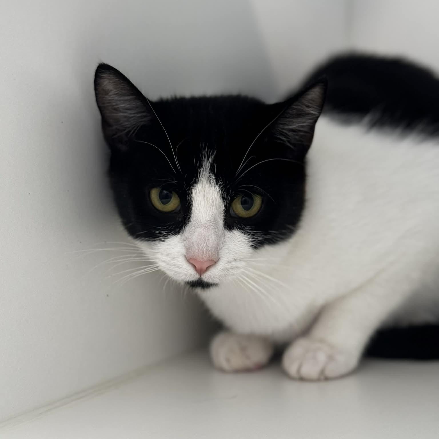 Enlarge Breezy, a ADOPTABLE American Shorthair in Danbury, CT image 2/4