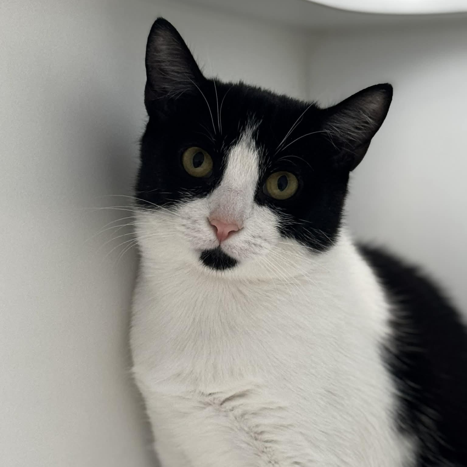 Breezy, ADOPTABLE, Kitten Female American Shorthair.