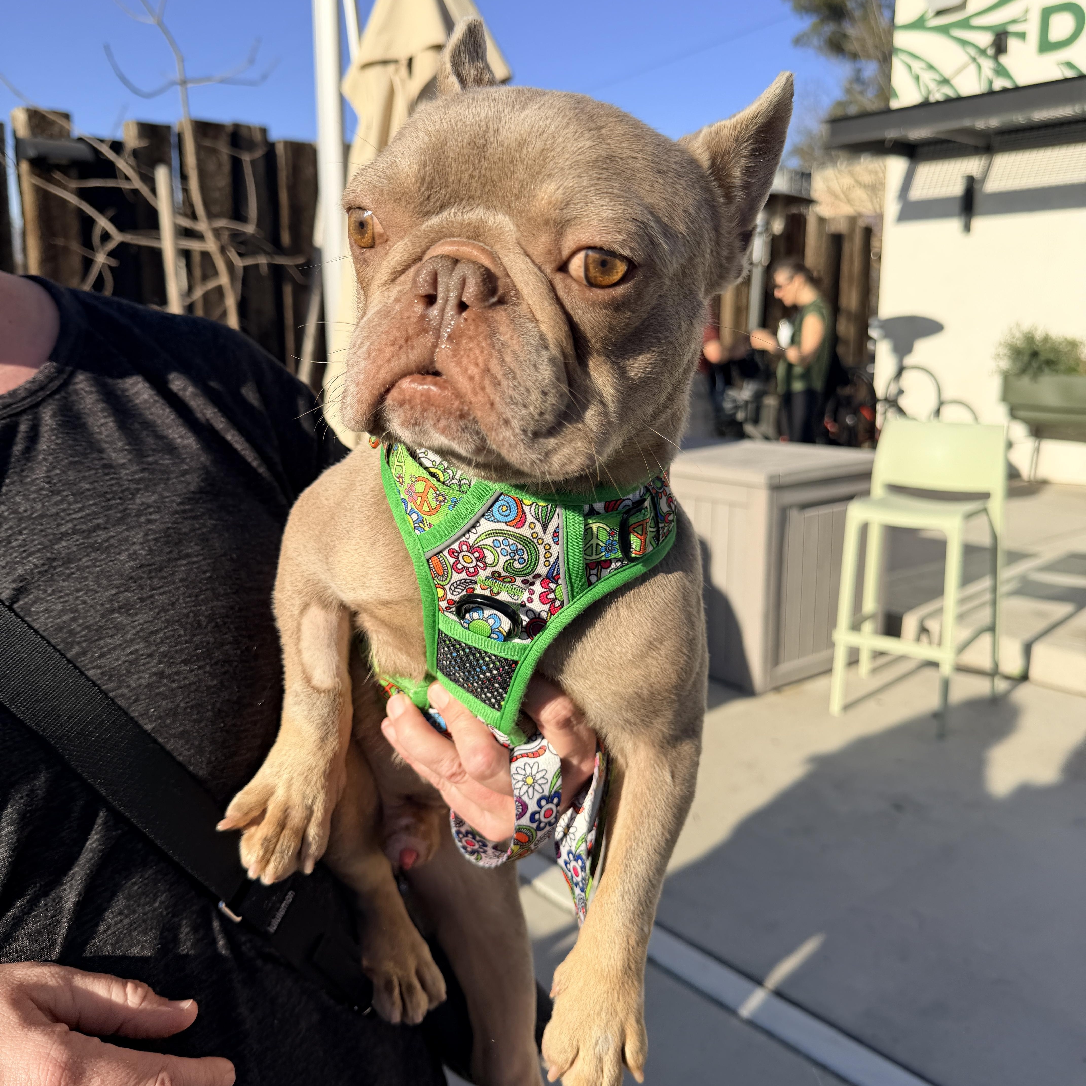 Enlarge Drake, a other French Bulldog in Penryn, CA image 3/3