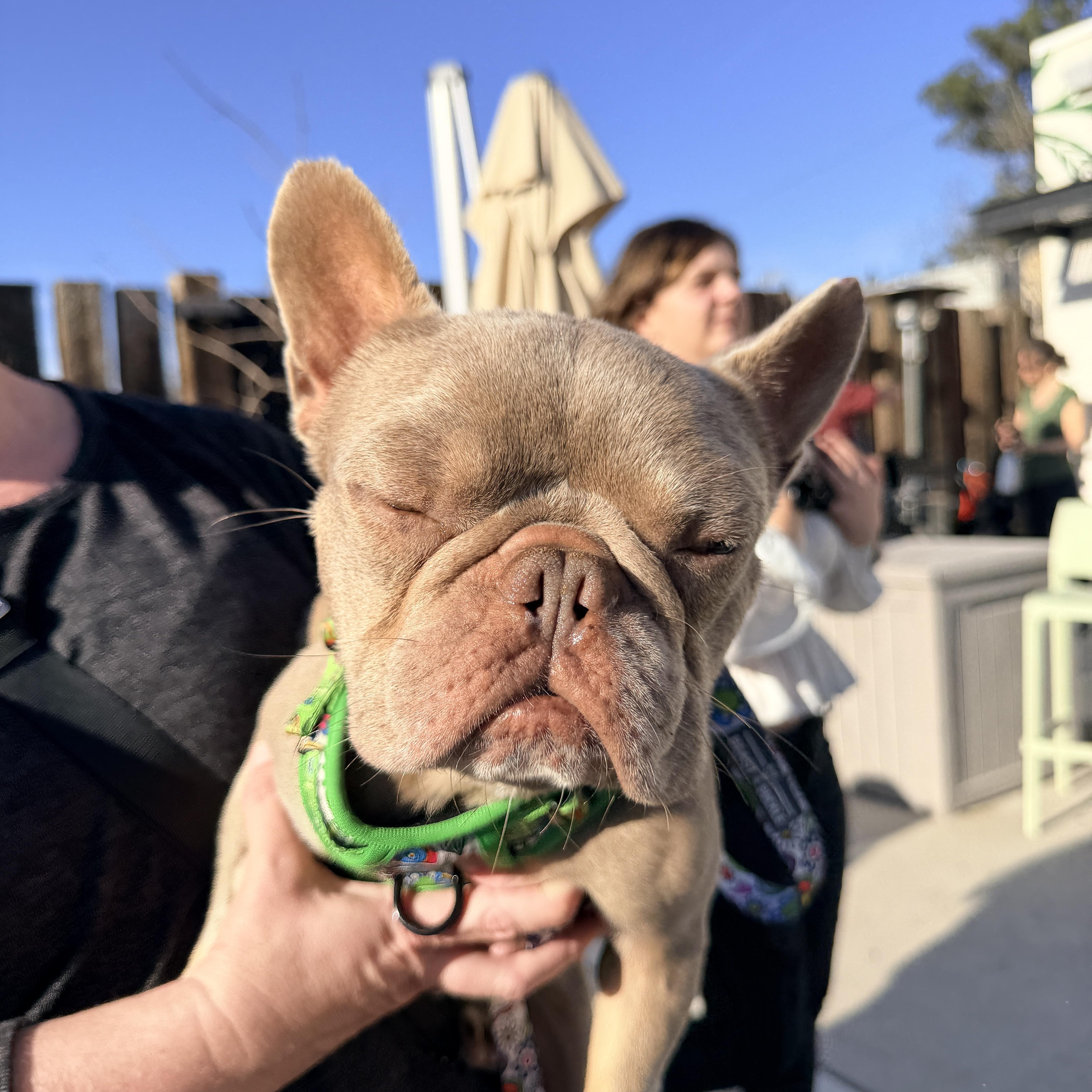 Enlarge Drake, a other French Bulldog in Penryn, CA image 1/3