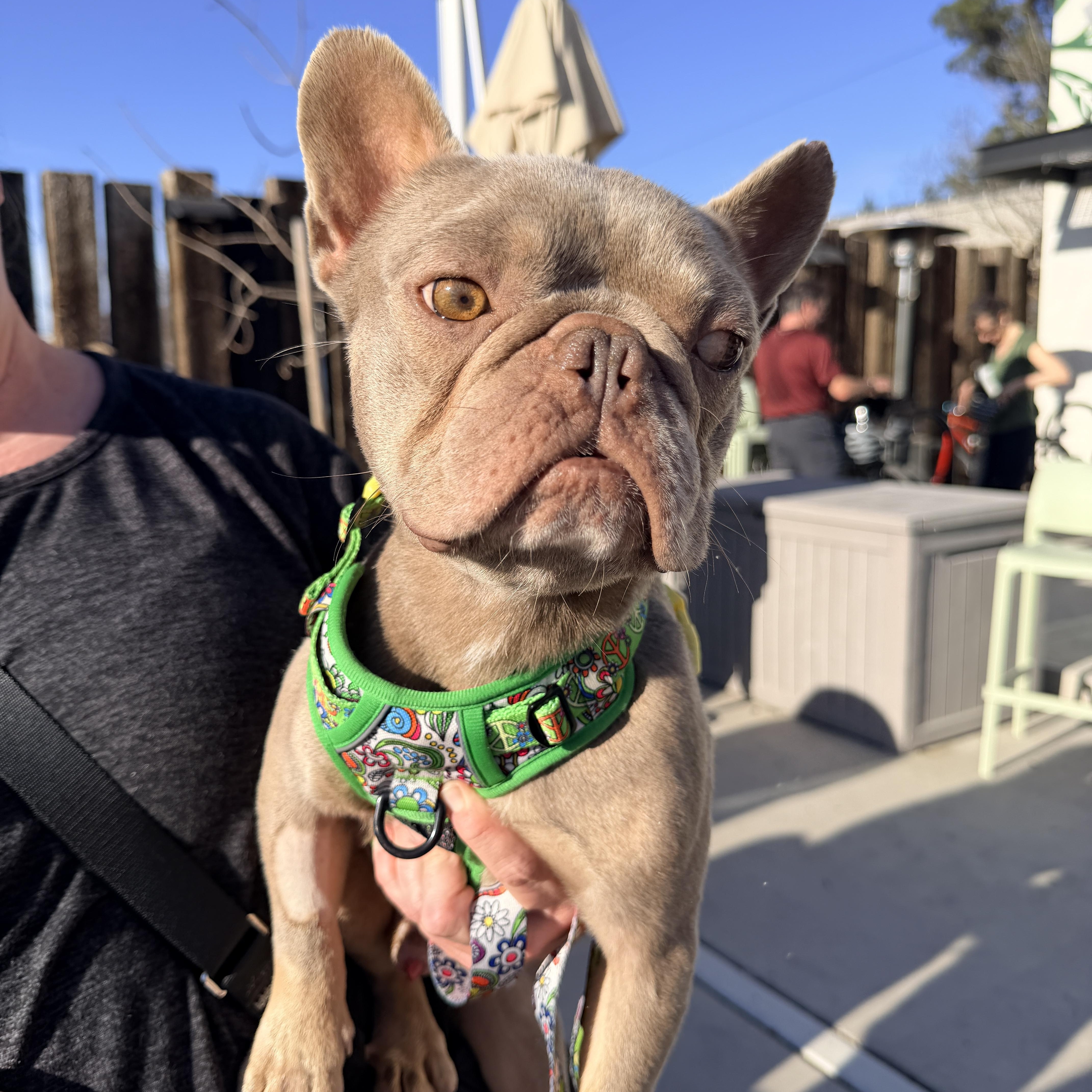 Enlarge Drake, a other French Bulldog in Penryn, CA image 2/3