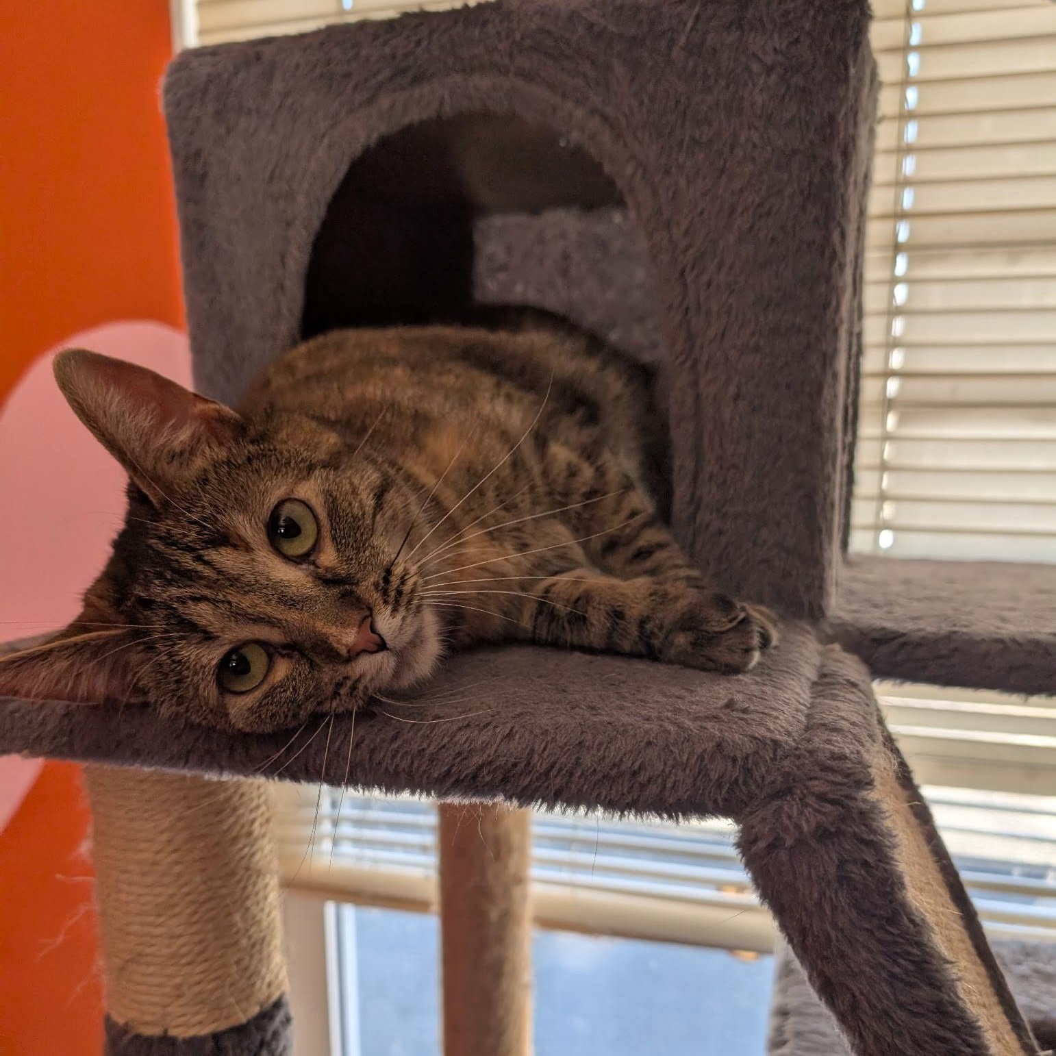 Enlarge Pandora, a Adoptable mixed breed in Mount Vernon, IL image 3/3