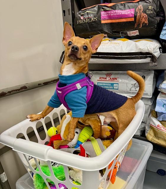 Nacho, a Adoptable Chihuahua in Winter Haven, FL image 2/4