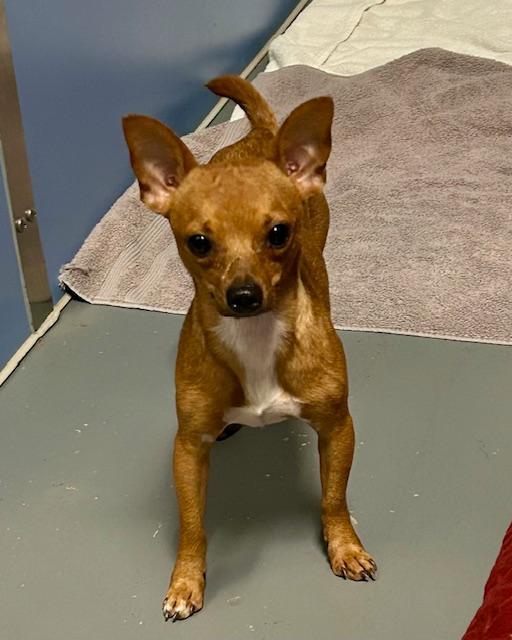Nacho, a Adoptable Chihuahua in Winter Haven, FL image 4/4