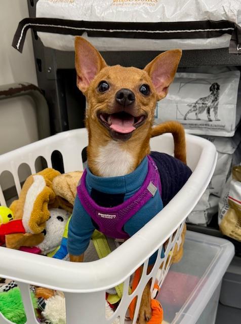 Nacho, a Adoptable Chihuahua in Winter Haven, FL image 1/4