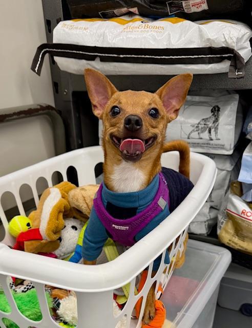 Nacho, a Adoptable Chihuahua in Winter Haven, FL image 3/4