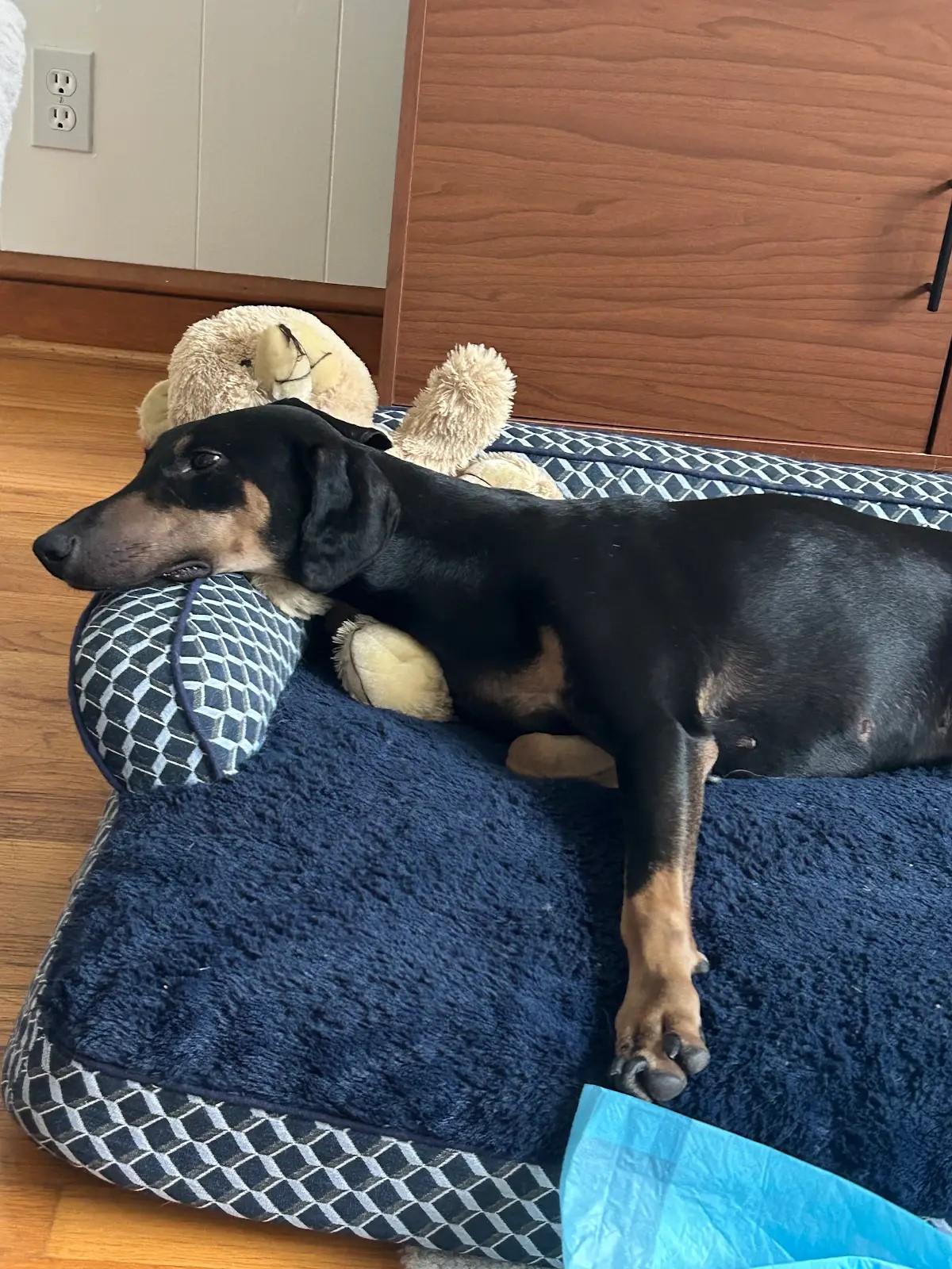 Lucy, Adoptable, Young Female Doberman Pinscher.