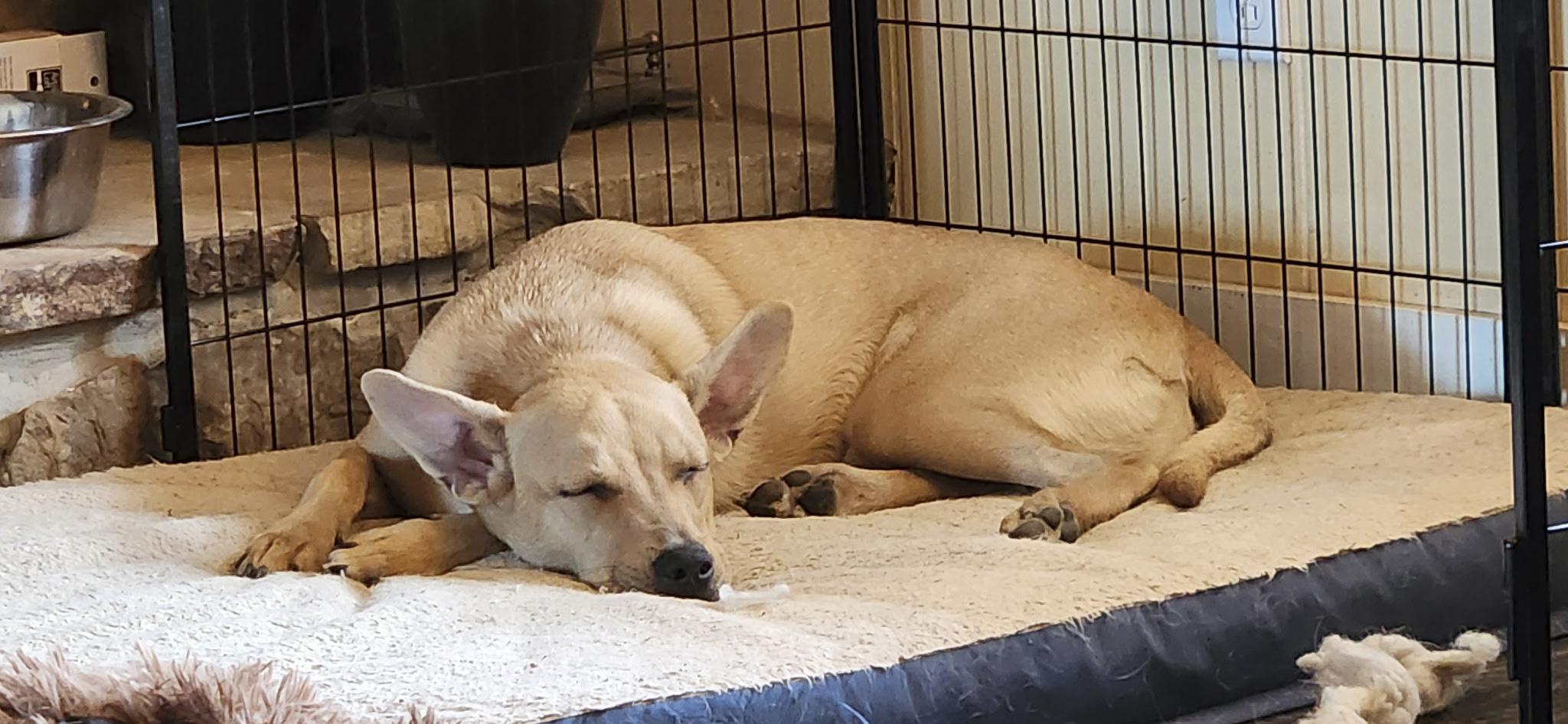 Enlarge Taco, a Adoptable mixed breed in Knoxville, TN image 5/5