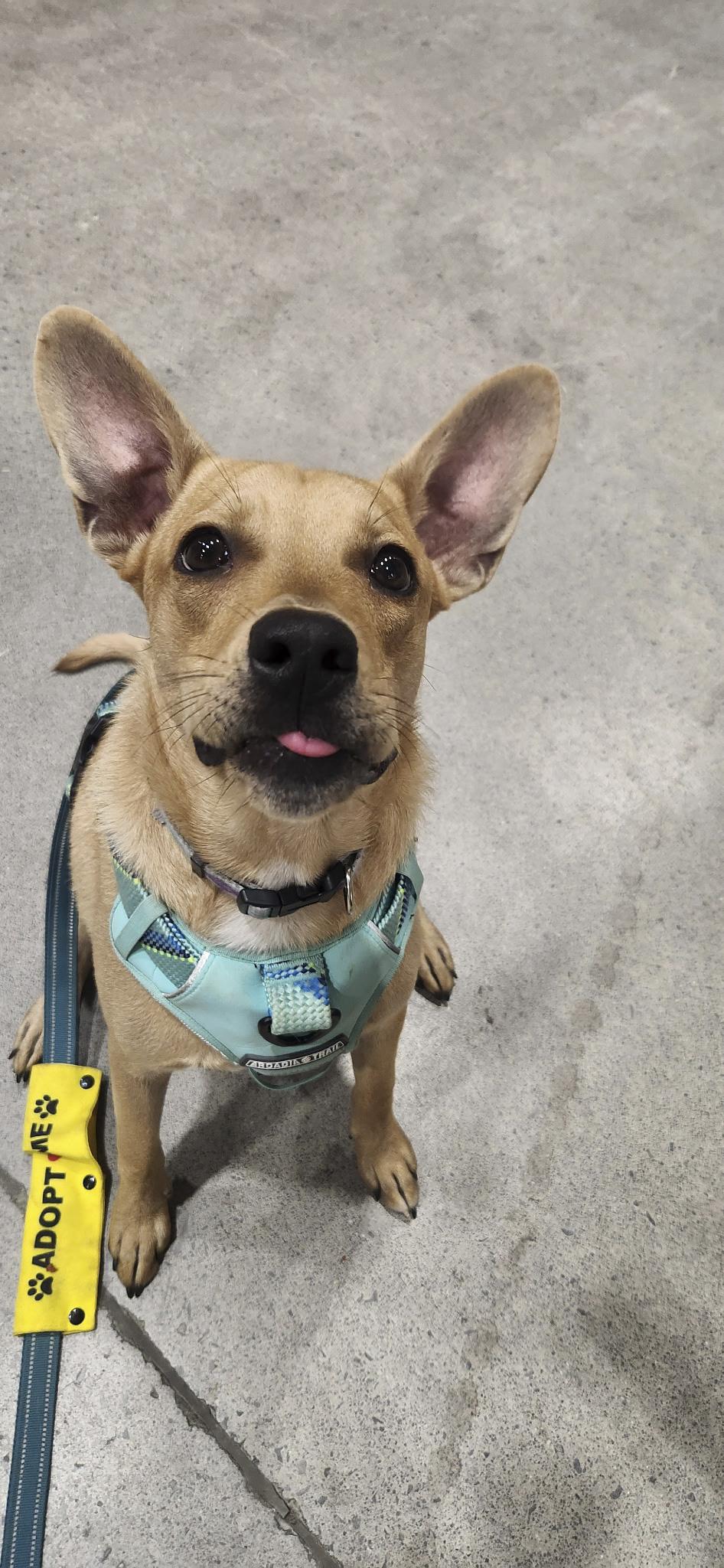 Enlarge Taco, a Adoptable mixed breed in Knoxville, TN image 4/5