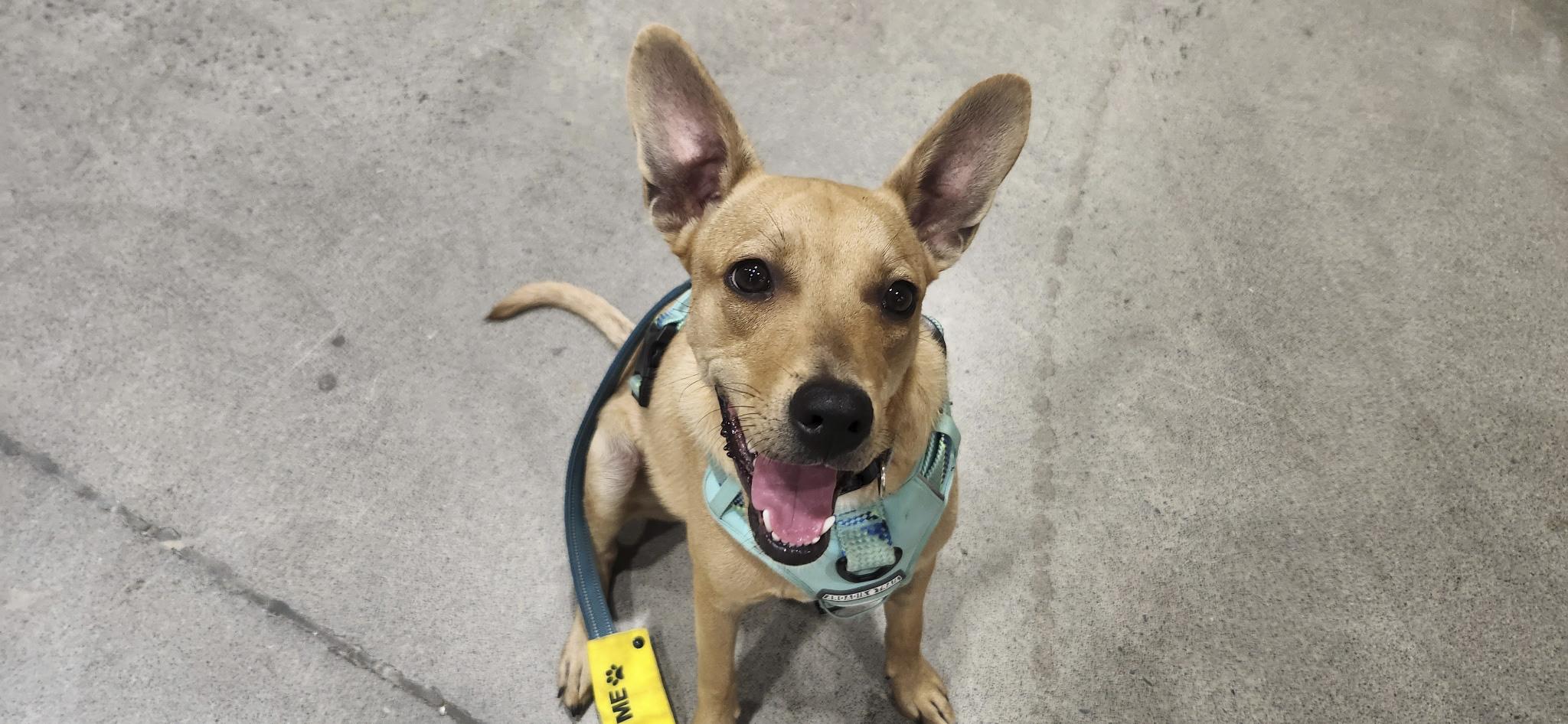 Taco, Adoptable, Young Male Chihuahua.