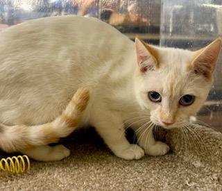 Ravi Flamepoint Siamese