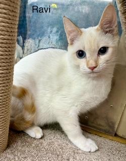 Enlarge Ravi flamepoint Siamese, a Adoptable mixed breed in Jackson, GA image 2/3