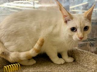 Ravi Flamepoint Siamese thumbnail 3