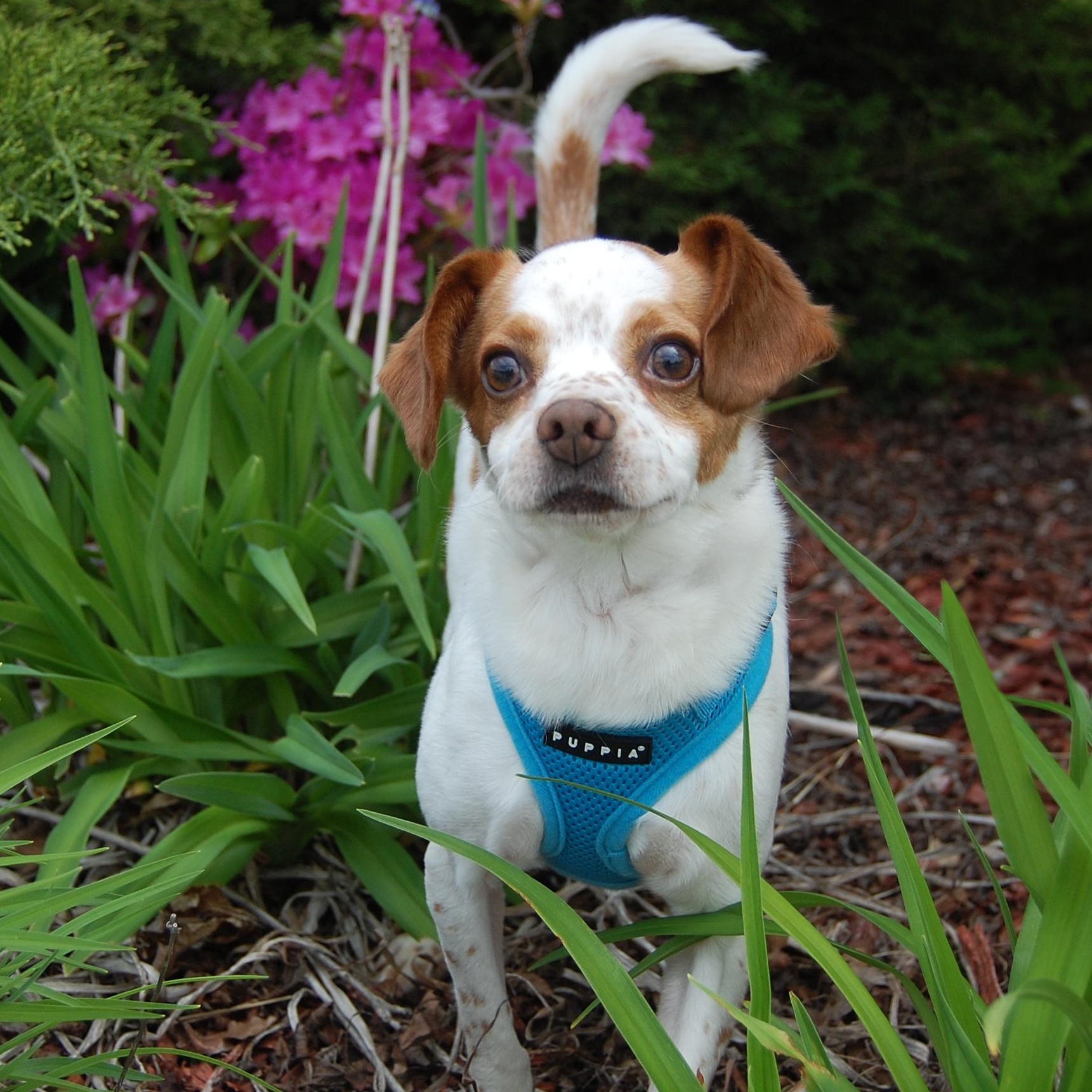 Enlarge Willy, a Adoptable mixed breed in Libertyville, IL image 2/6