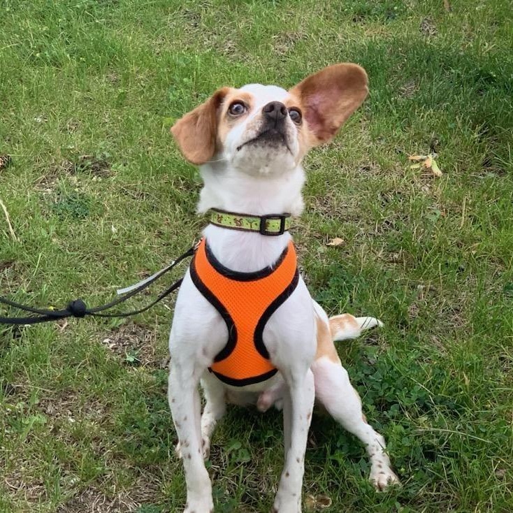 Willy, Adoptable, Young Male Chihuahua.