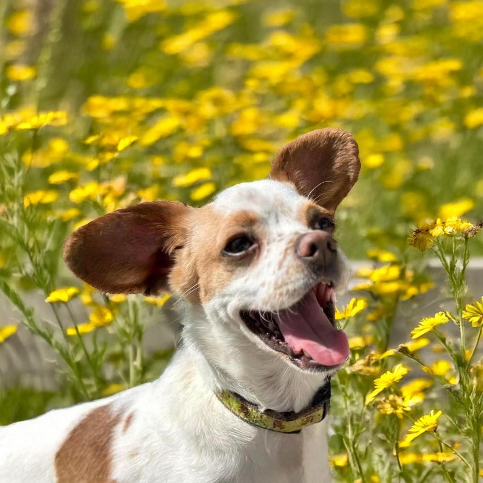 Enlarge Willy, a Adoptable mixed breed in Libertyville, IL image 3/6