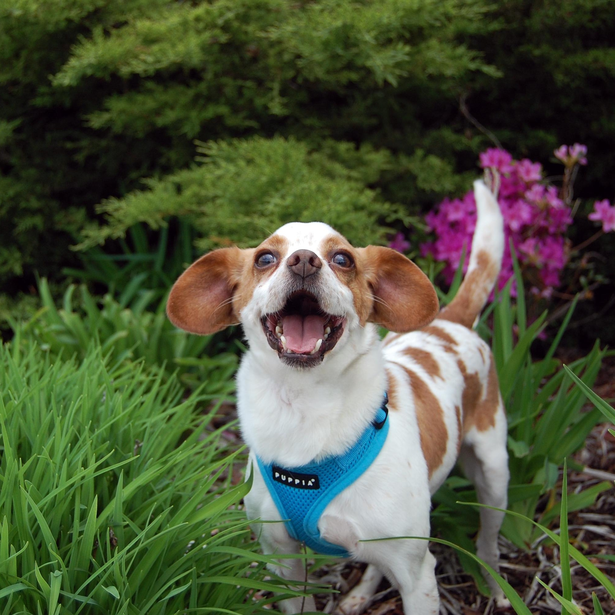 Enlarge Willy, a Adoptable mixed breed in Libertyville, IL image 5/6