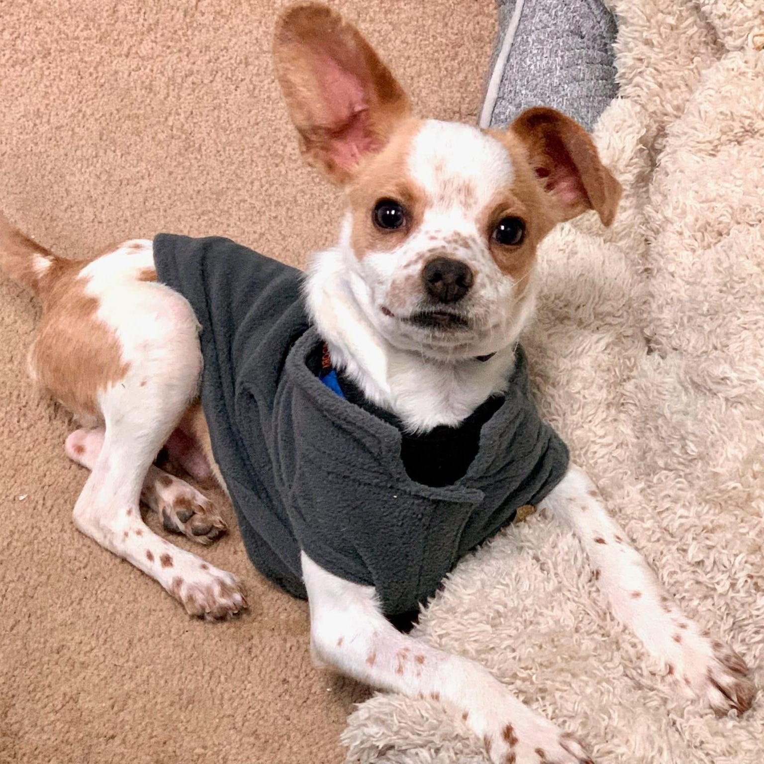 Enlarge Willy, a Adoptable mixed breed in Libertyville, IL image 4/6