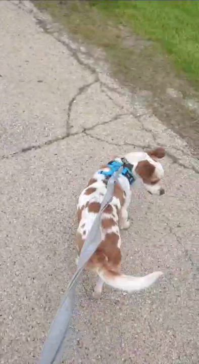 Enlarge Willy, a Adoptable mixed breed in Libertyville, IL video 6/6