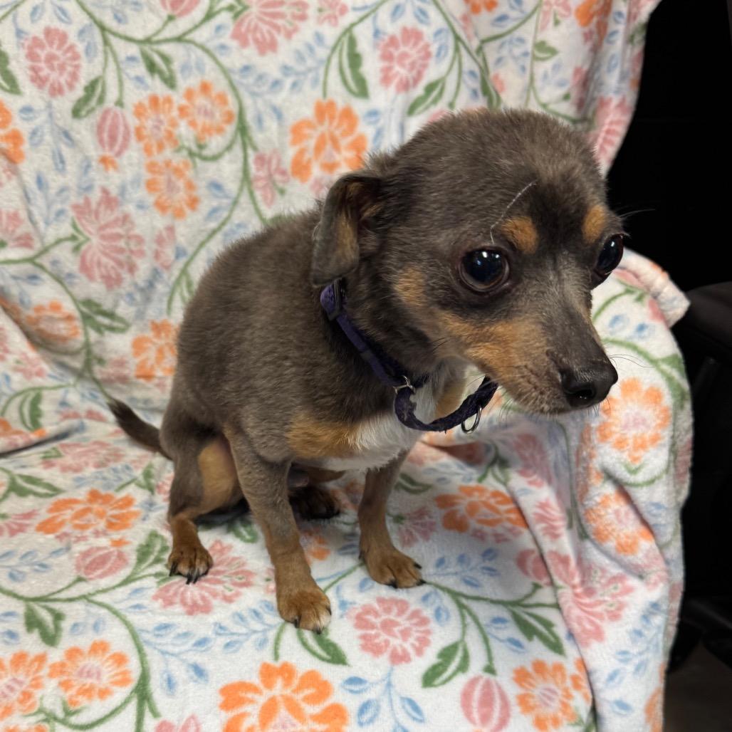 Bing, Adoptable, Adult Male Chihuahua.