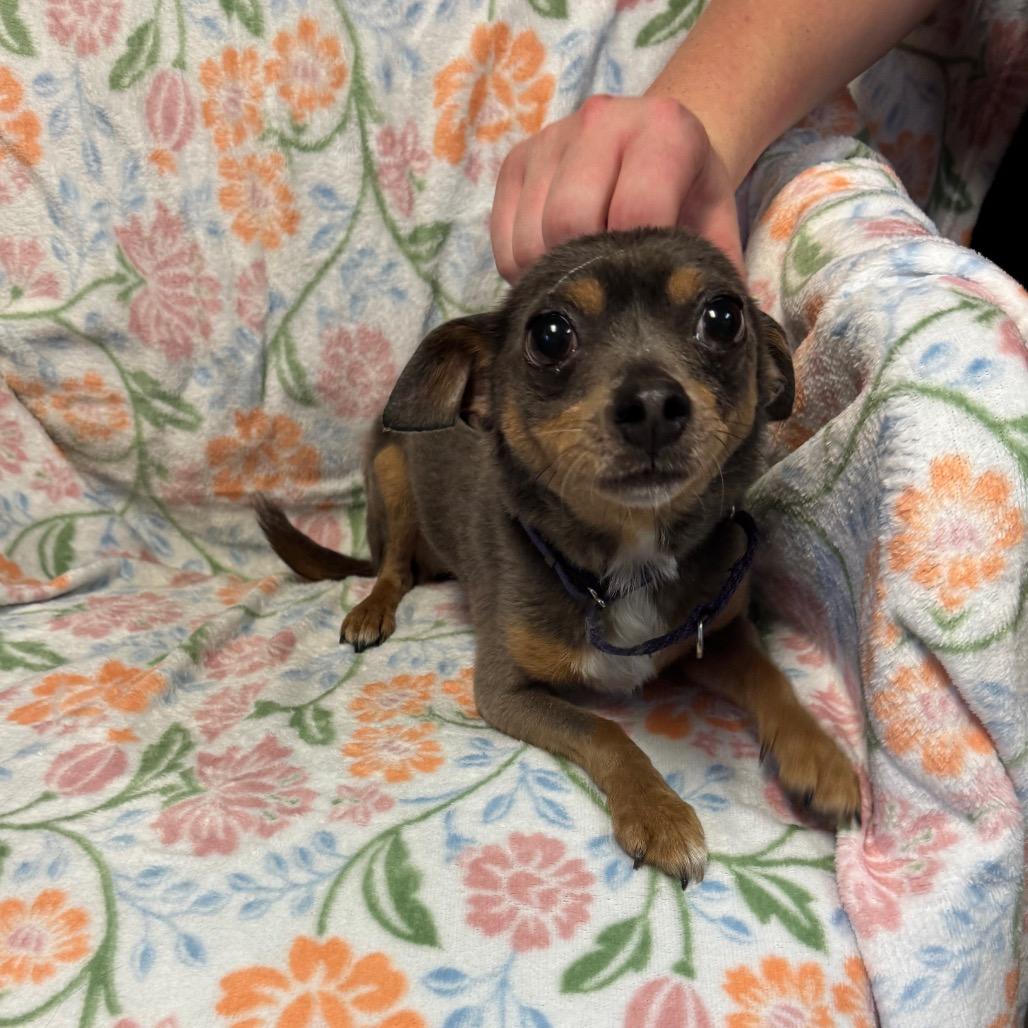 Enlarge Bing, a Adoptable Chihuahua in Kittanning, PA image 2/6