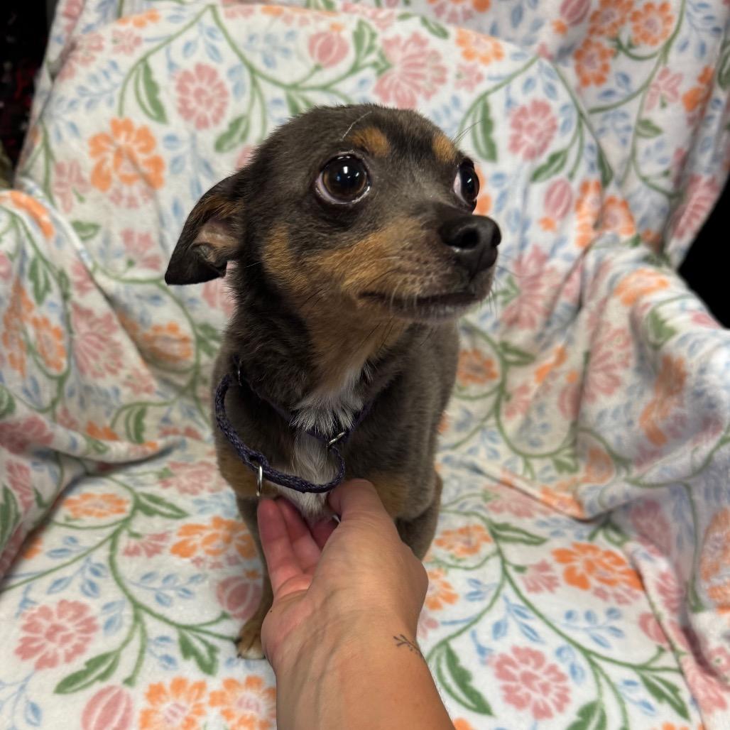 Enlarge Bing, a Adoptable Chihuahua in Kittanning, PA image 3/6