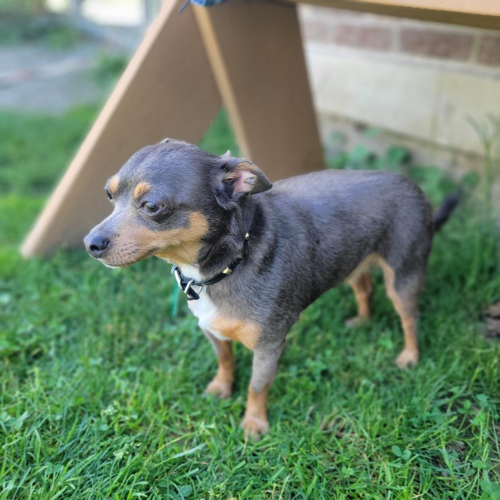 Bing, Adoptable, Adult Male Chihuahua.