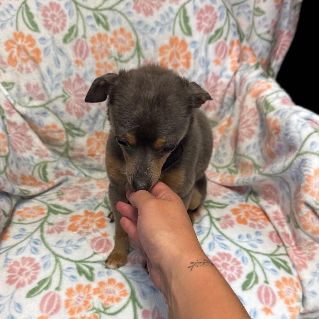 Enlarge Bing, a Adoptable Chihuahua in Kittanning, PA image 4/6