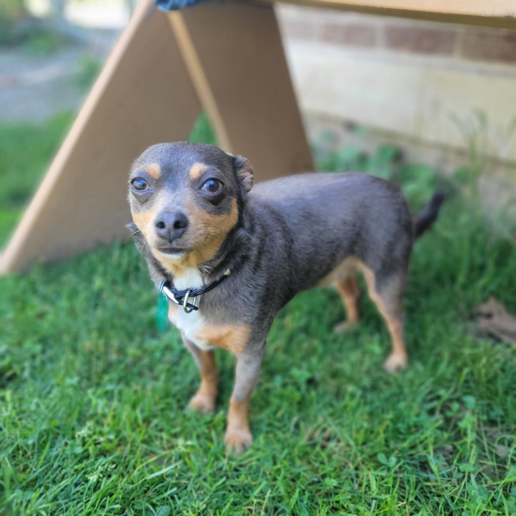 Enlarge Bing, a Adoptable Chihuahua in Kittanning, PA image 2/3