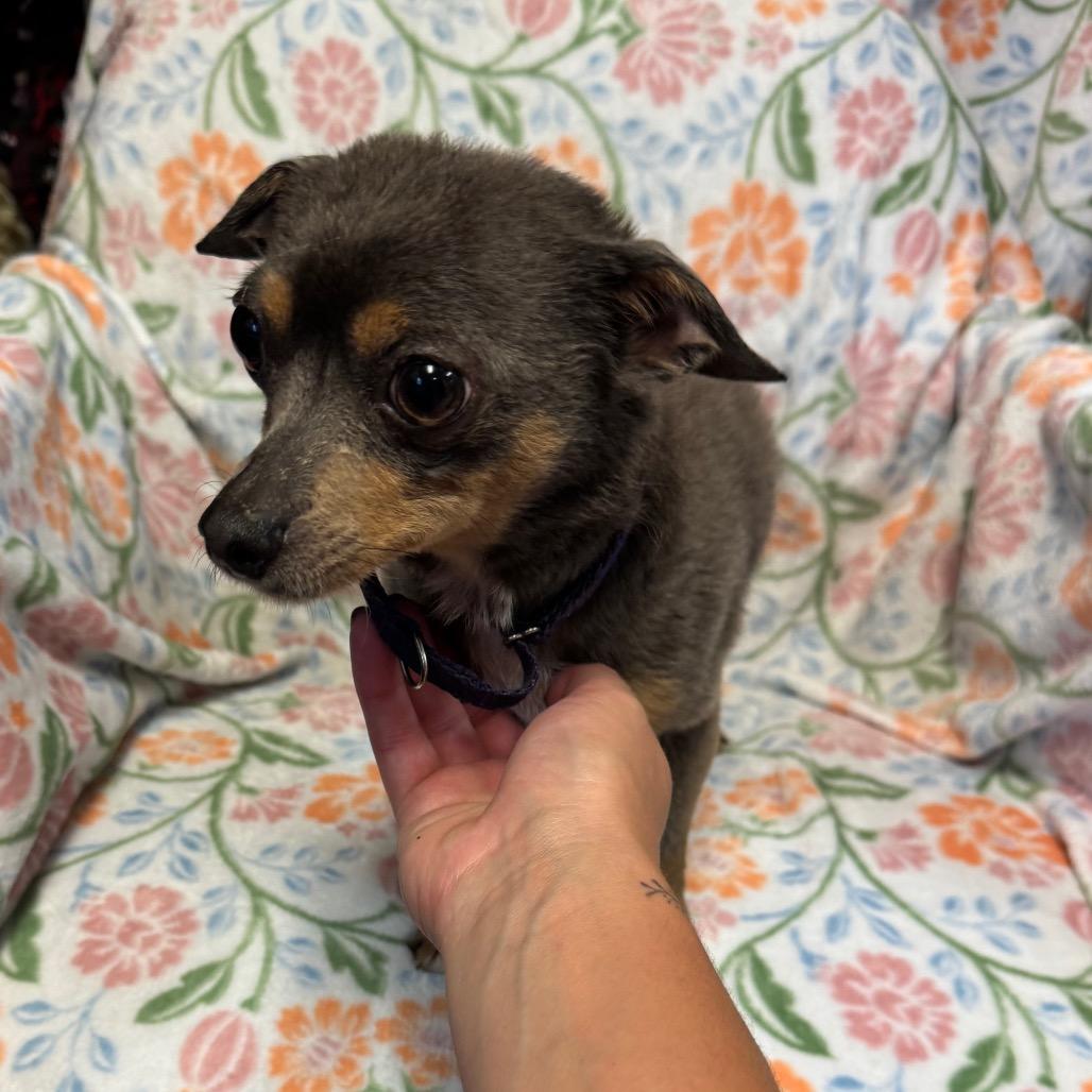 Enlarge Bing, a Adoptable Chihuahua in Kittanning, PA image 5/6
