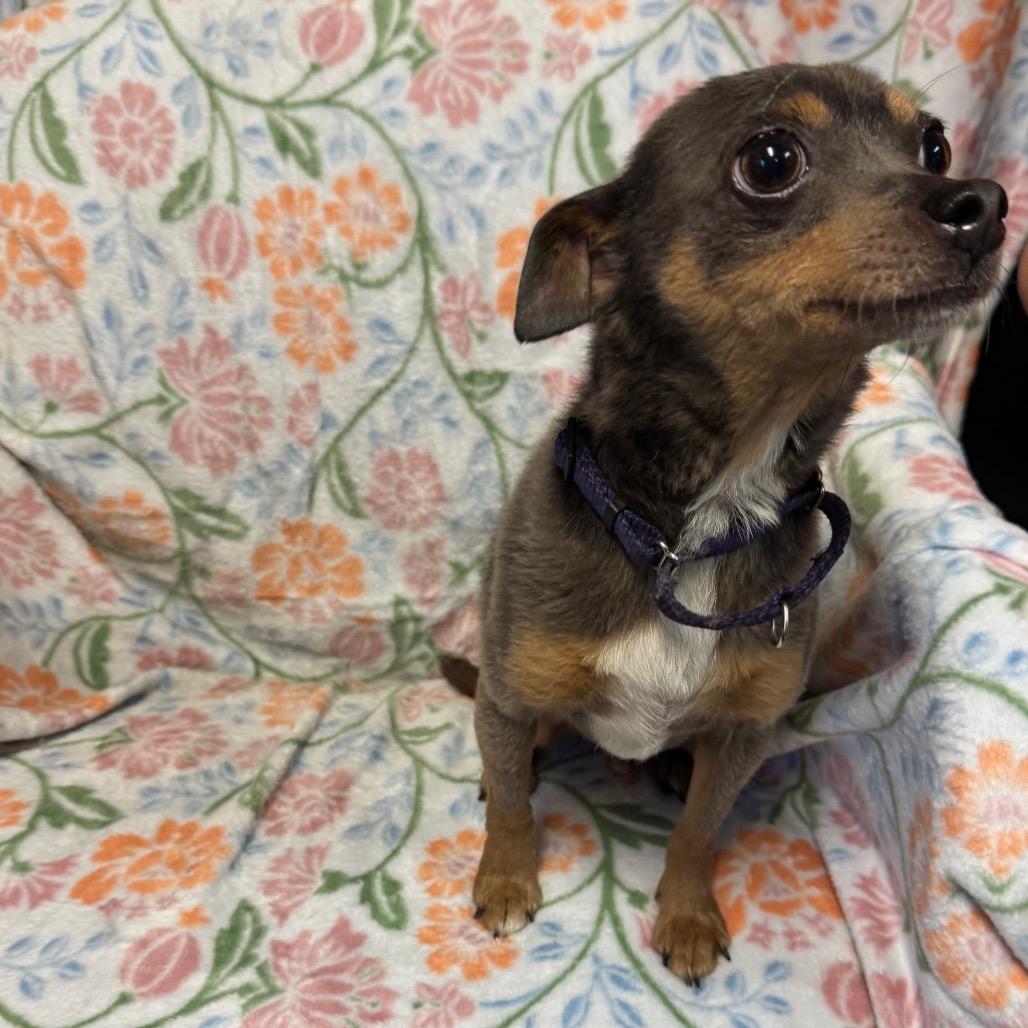 Enlarge Bing, a Adoptable Chihuahua in Kittanning, PA image 6/6