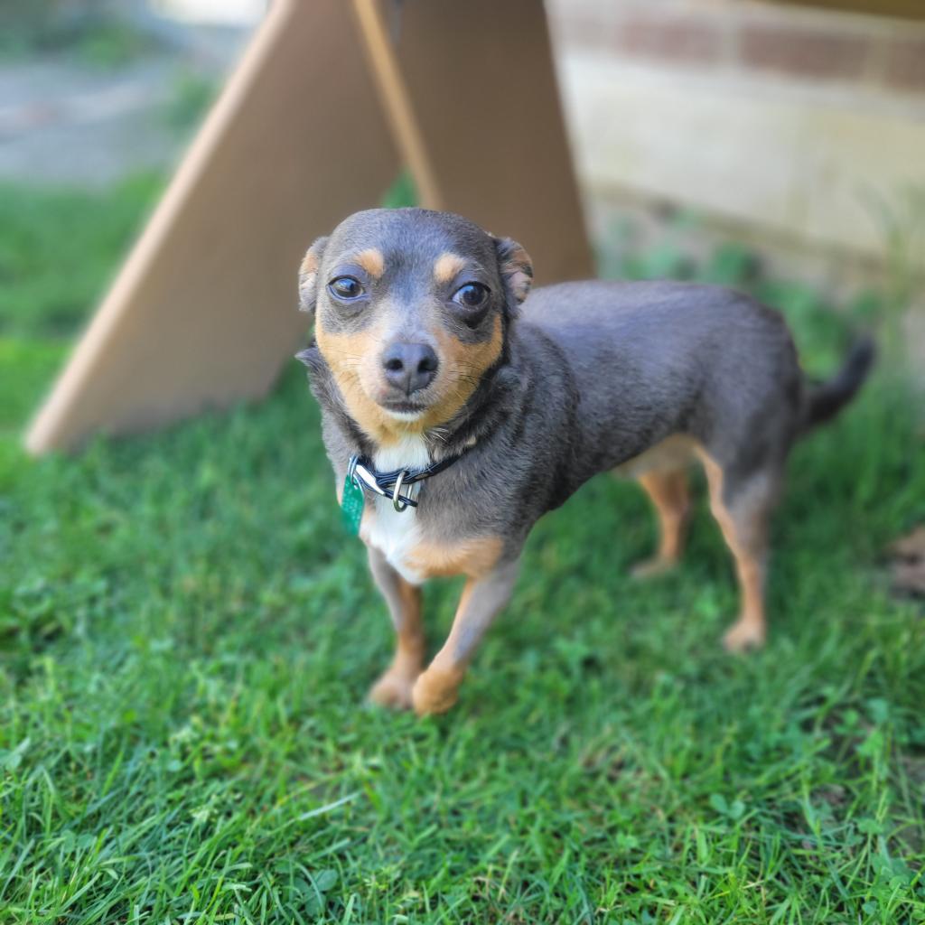 Enlarge Bing, a Adoptable Chihuahua in Kittanning, PA image 3/3