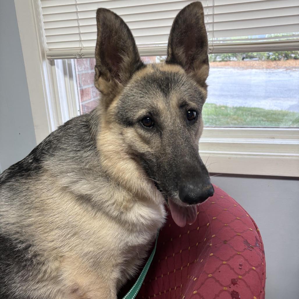 Callie, Adoptable, Senior Female German Shepherd Dog.