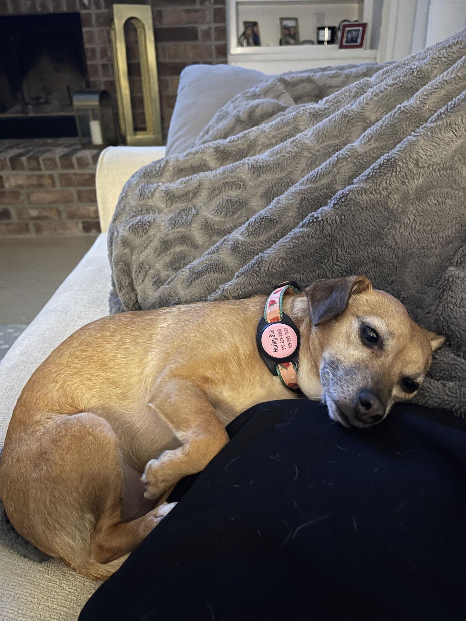 Harley, Adoptable, Senior Female Dachshund.