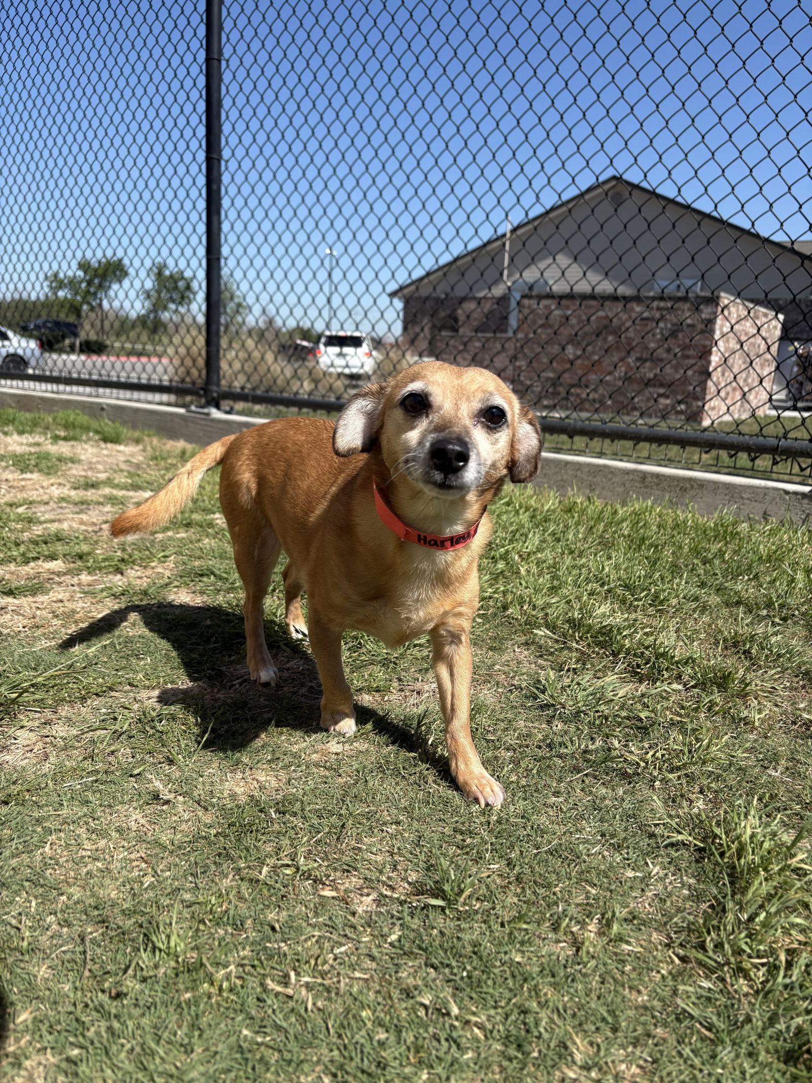 Harley, Adoptable, Senior Female Dachshund.