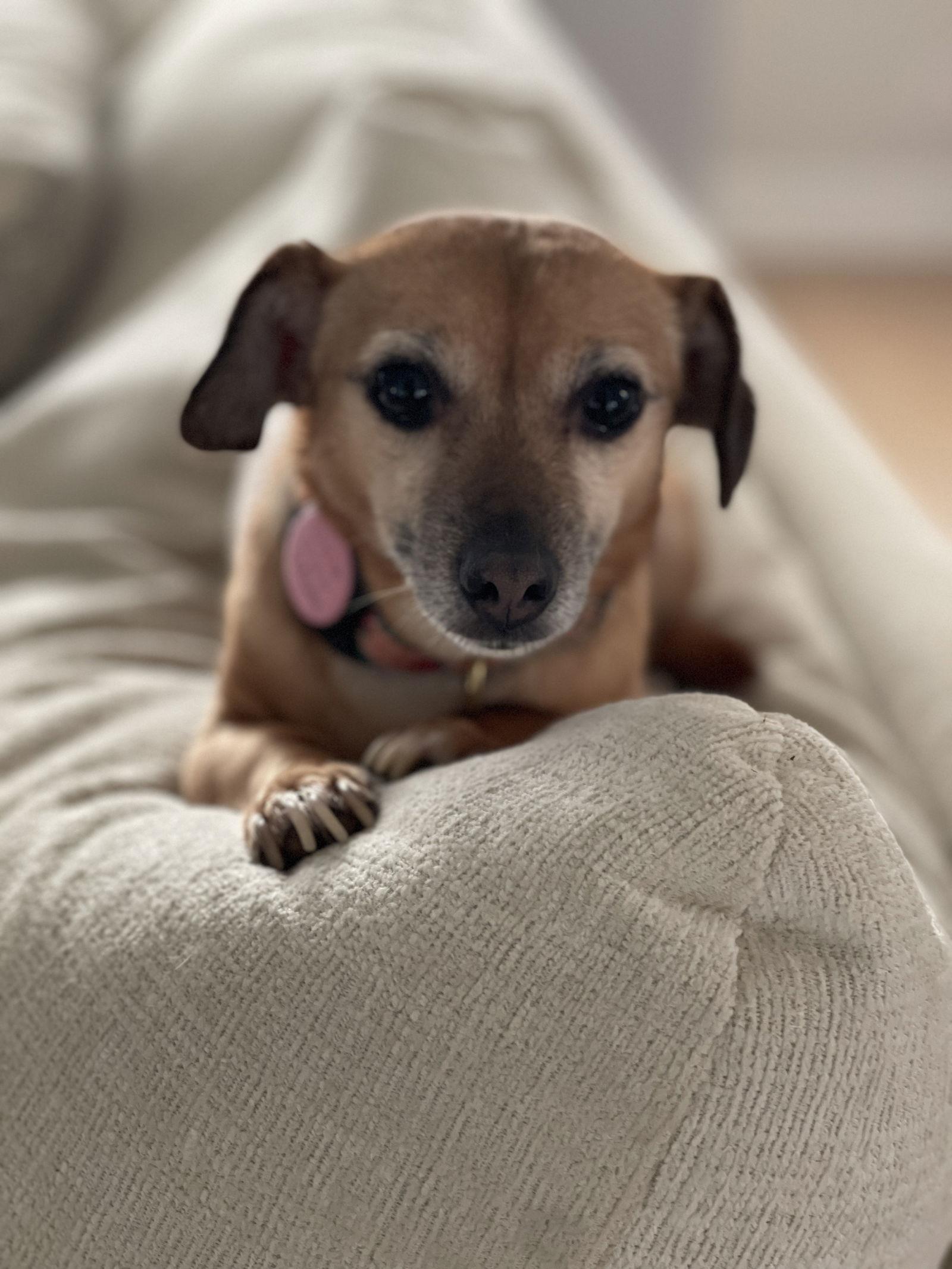 Enlarge Harley, a Adoptable Dachshund in Austin, TX image 2/3