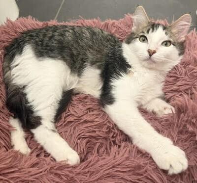 Woody, Adoptable, Young Male Tabby.