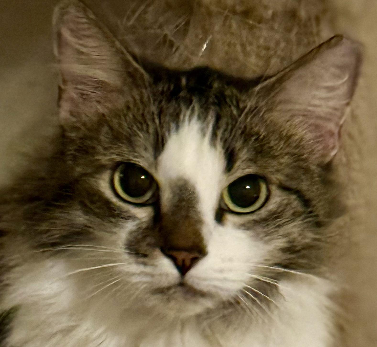 Magritte, Adoptable, Adult Female Domestic Long Hair.