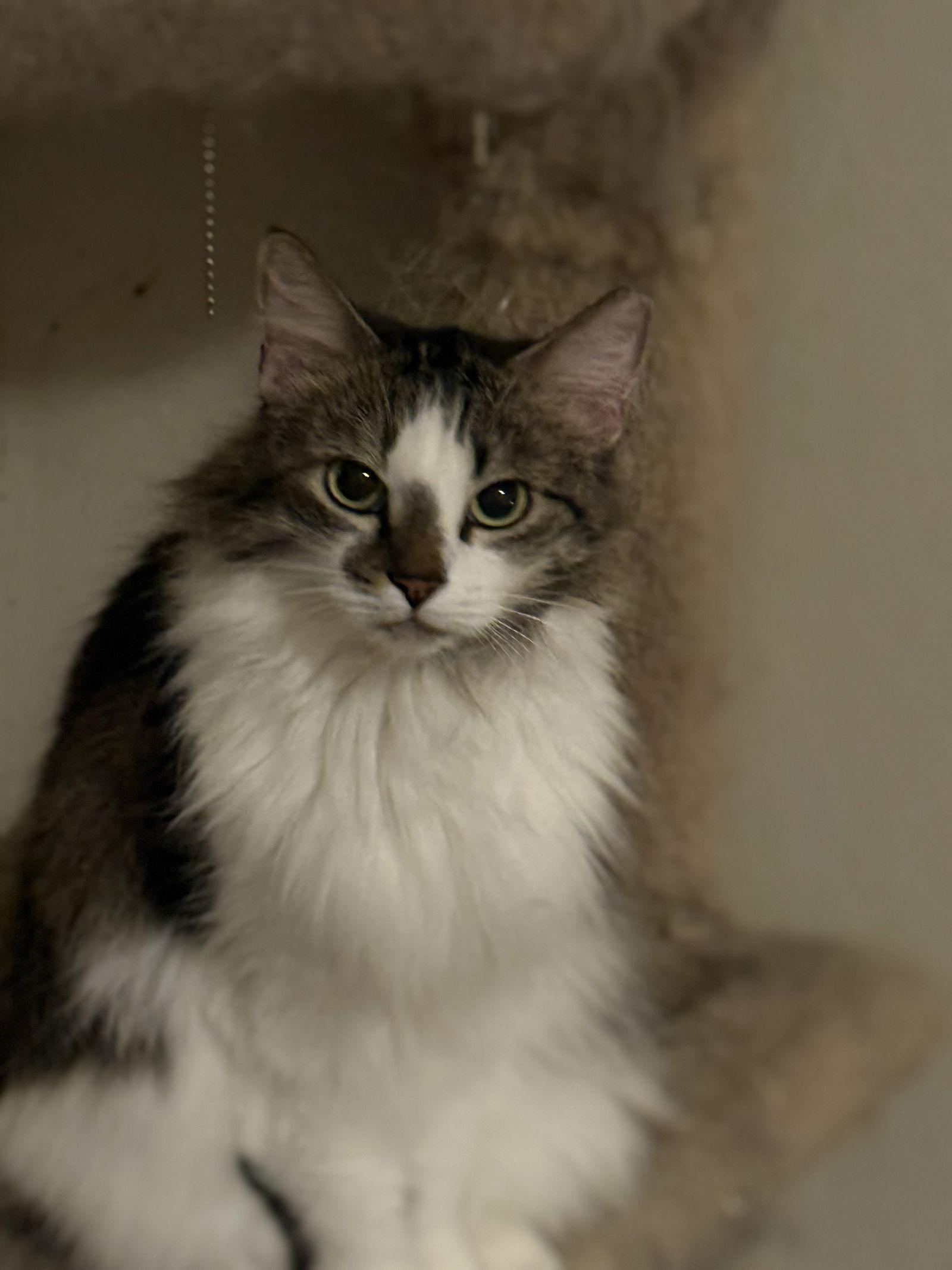 Enlarge Magritte, a Adoptable Domestic Long Hair in Glendale, AZ image 2/3
