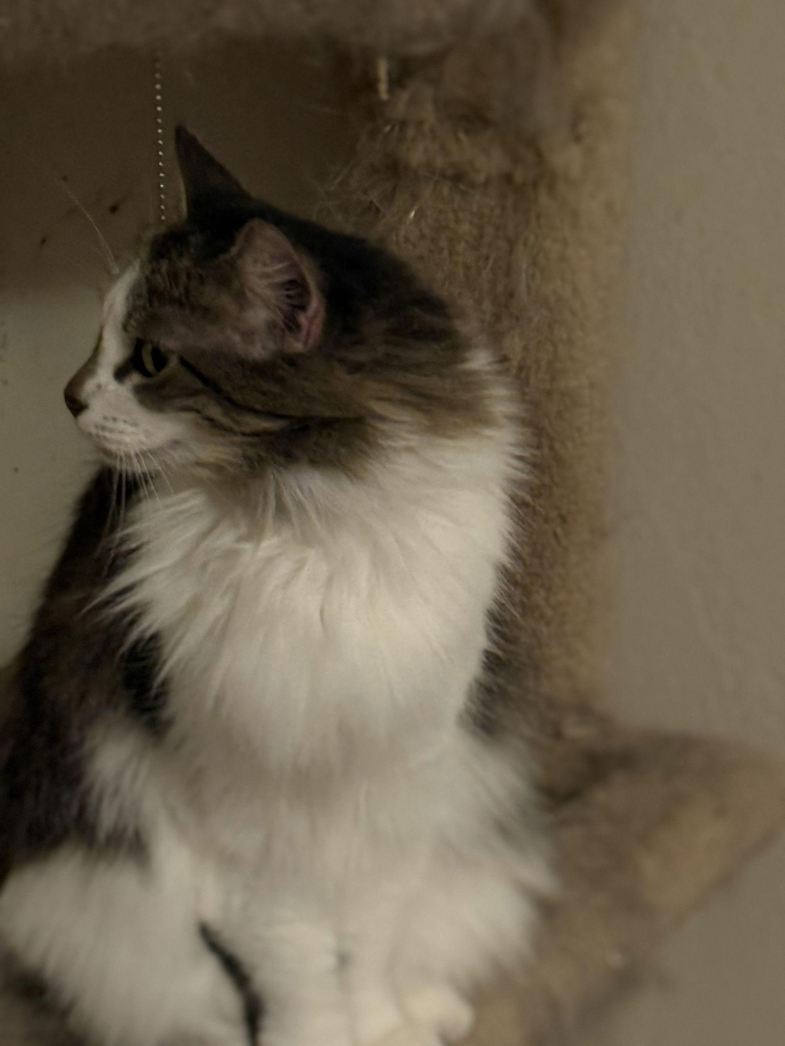 Enlarge Magritte, a Adoptable Domestic Long Hair in Glendale, AZ image 3/3