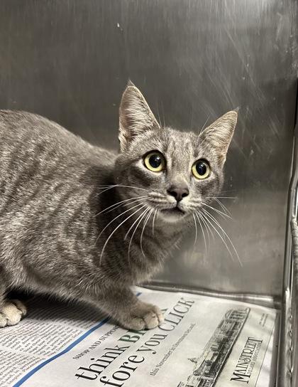 Enlarge Arroyo, a Adoptable mixed breed in Daytona Beach, FL image 1/1