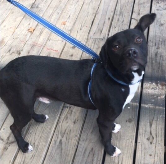 Chief, an adoptable Patterdale Terrier / Fell Terrier in Ferriday, LA, 71334 | Photo Image 1