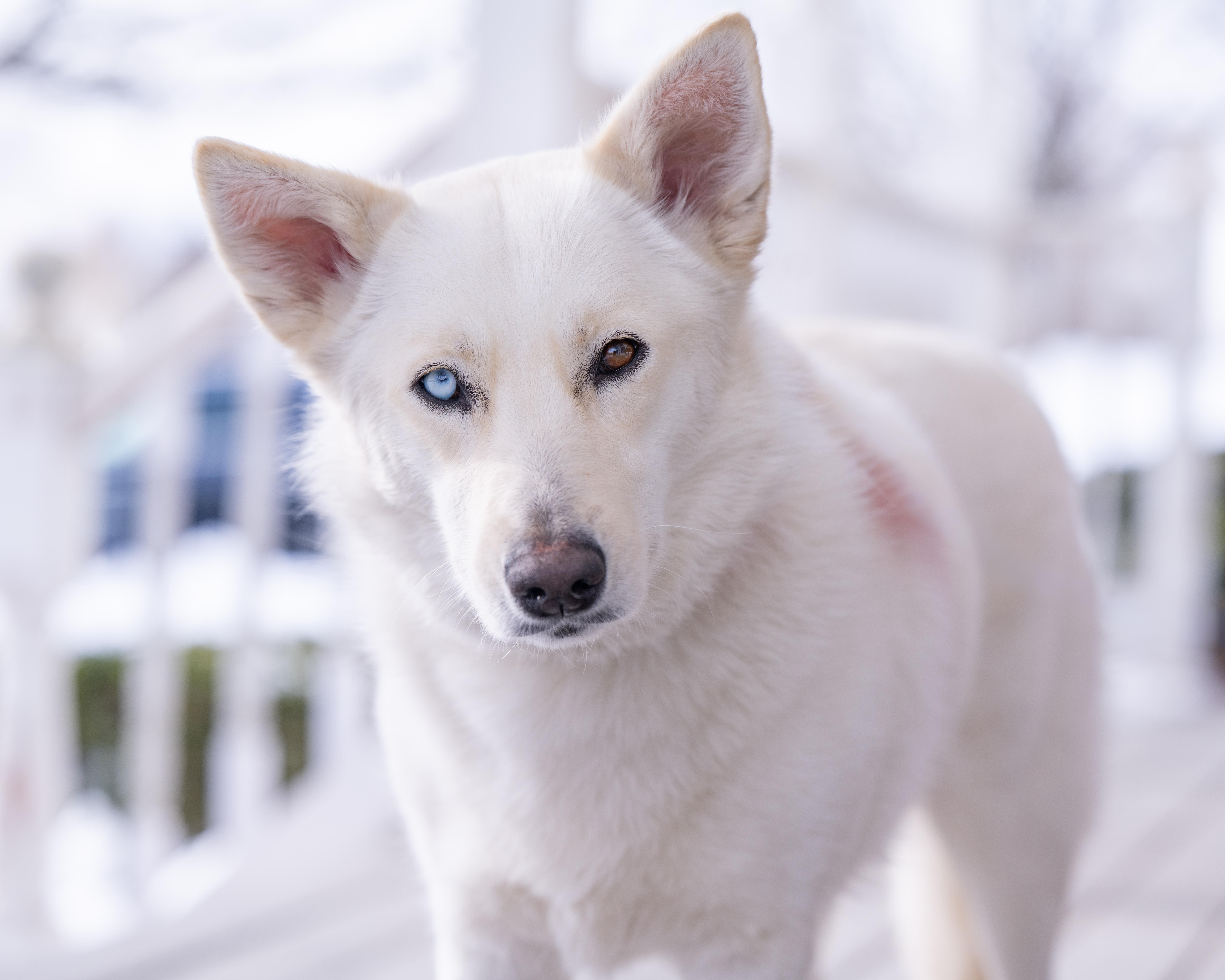 Cookie, a Adoptable mixed breed in Lovettsville, VA image 2/6